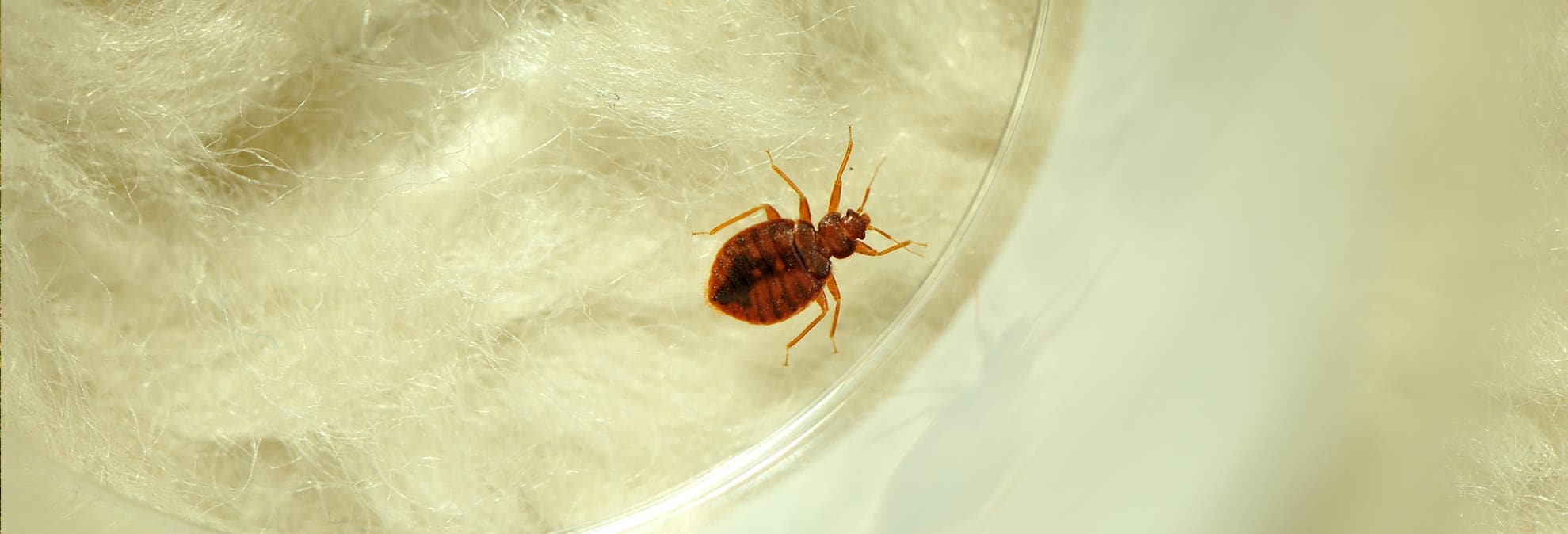 Quiz How to Protect Yourself Against Bed Bugs Consumer Reports
